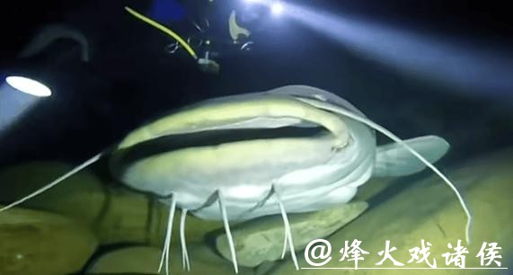 男子夜潜12米深水库，偶遇巨型鲶鱼，鱼嘴比人头都宽！网友：这鱼会吃小孩！